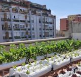 El terrat del Palau Foronda acull un nou hort amb capacitat per a 440 hortalisses que és gestionat pels usuaris i usuàries de les entitats de persones amb discapacitat del Centre Psicoteràpia Barcelona (CPB) i Centre Condal